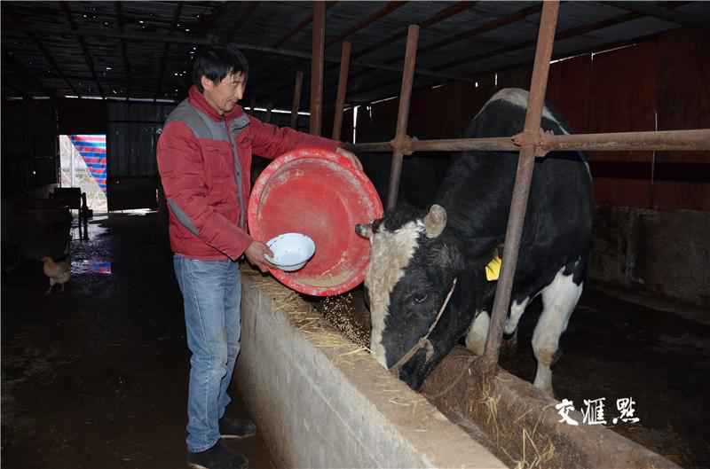 他靠养牛脱贫致富:要过好日子还靠自己干!