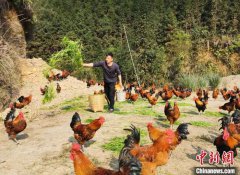<b>广西养殖户无奈训鸡吃牧草 意外发现省钱又走俏</b>