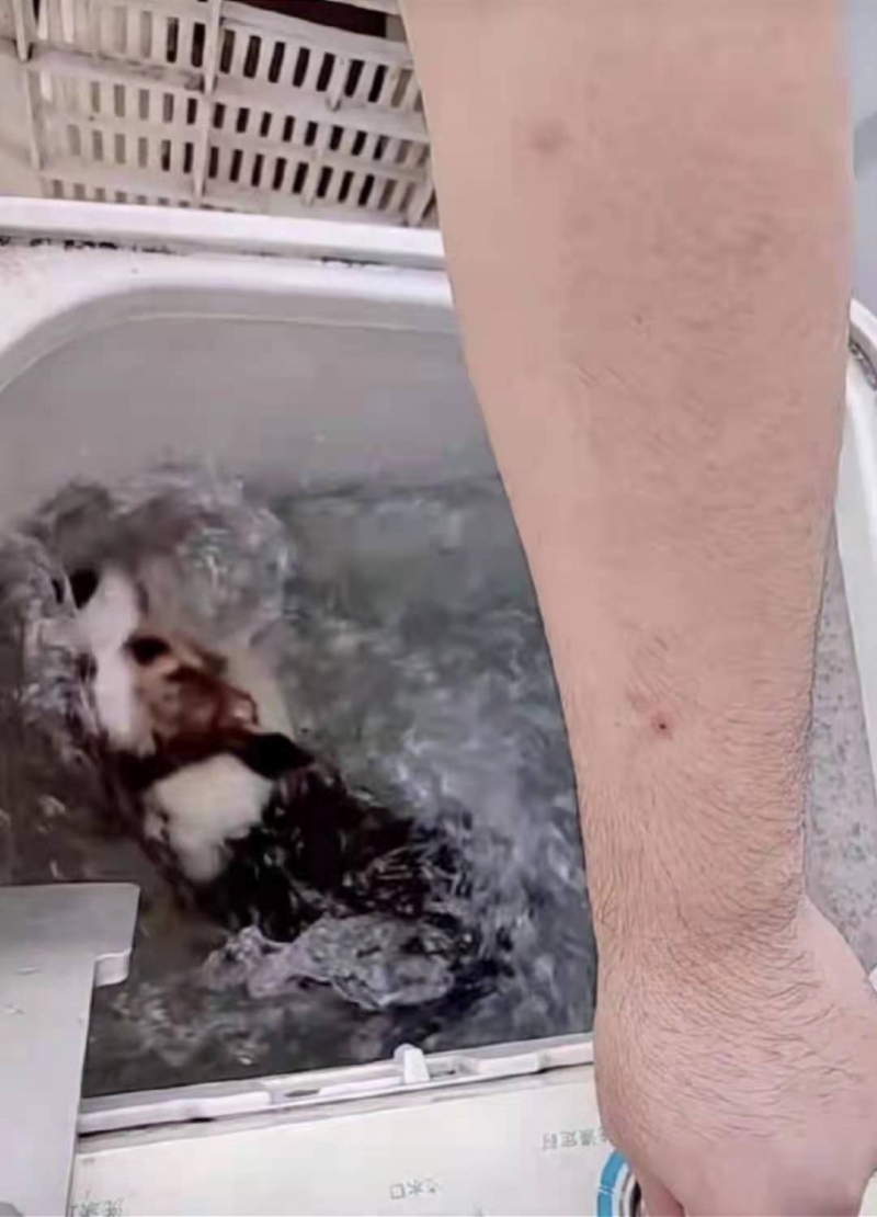 “用洗衣机搅洗柯基”案犬主认错！其朋友编造虐狗谣言被拘留